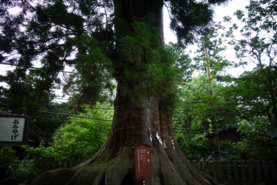 sada-yama2019-6-16.jpg